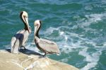 PICTURES/La Jolla Cove - Cormorants & Pelicans/t_P1000244.JPG